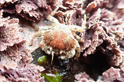 Hairy Rock Crab