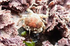 Hairy Rock Crab thumbnail 1