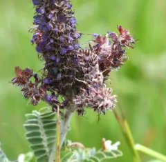 Leadplant Flower Moth thumbnail 3