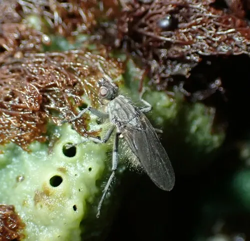 Scathophaga dasythrix