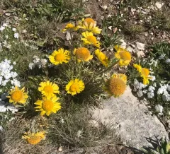 Alpine Sunflower thumbnail 3