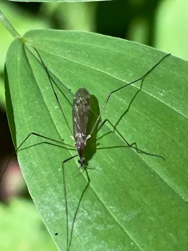 Rhipidia fidelis