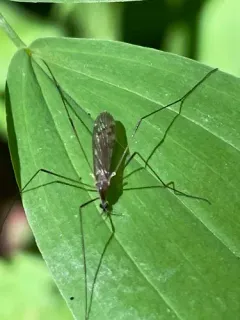 Rhipidia fidelis thumbnail 1