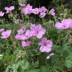 sticky geranium thumbnail 2