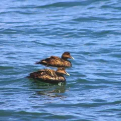 Common Eider thumbnail 2