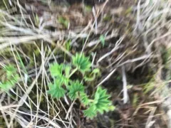 Clustered Lady's-mantle thumbnail 3