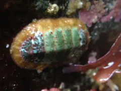 Painted Dendrochiton thumbnail 3
