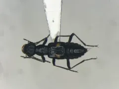 Dianous nitidulus thumbnail 1