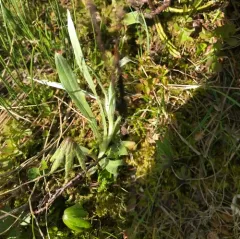 Norwegian Cudweed thumbnail 3