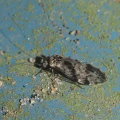 Trichadenotecnum quaesitum thumbnail 1