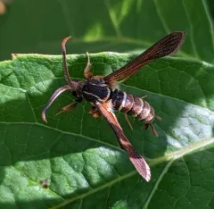 Grape Root Borer Moth thumbnail 3