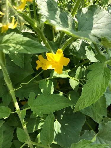 Cucumber