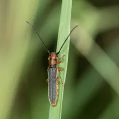 Leafy Spurge Stem Boring Beetle thumbnail 4