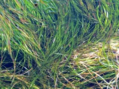 Serrulate Surfgrass thumbnail 2