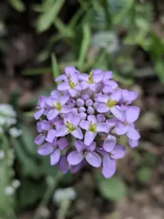 globe candytuft thumbnail 3