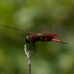 Carolina Saddlebags thumbnail 2