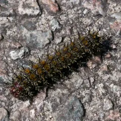 Coastal Barrens Buck Moth thumbnail 3
