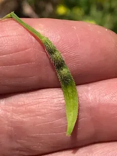 White Mustard thumbnail 1