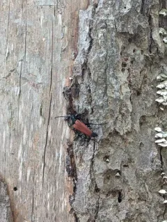 Stenelytrana emarginata thumbnail 4