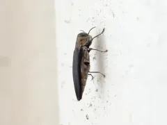 Bayberry Agrilus thumbnail 2