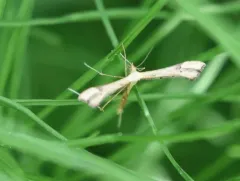 Carolina Plume Moth thumbnail 3
