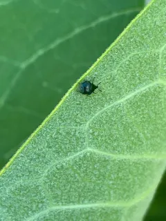 Thief Weevil thumbnail 3