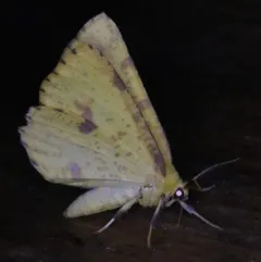 Crocus Geometer thumbnail 3