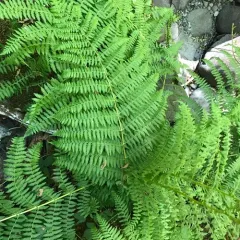lady fern thumbnail 3