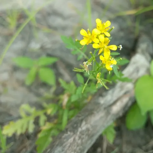 Creeping Yellowcress