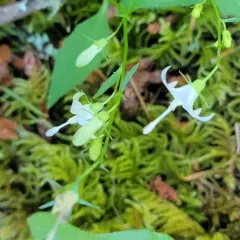 scouler's harebell thumbnail 3