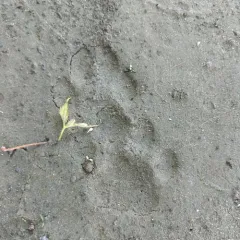 Bobcat