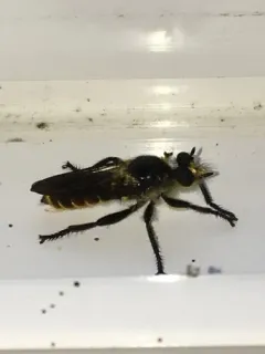 Laphria ventralis thumbnail 1