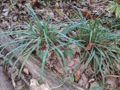 Spreading Sedge thumbnail 2