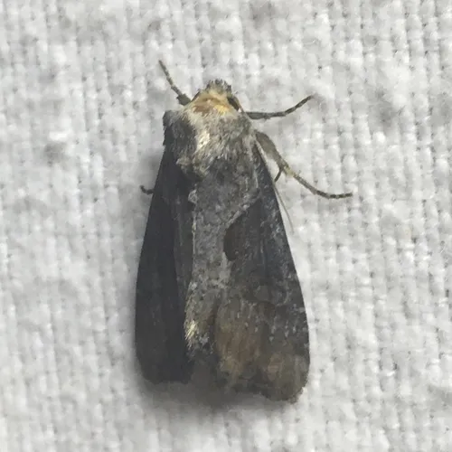 Double-lobed Moth