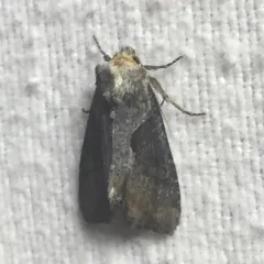 Double-lobed Moth thumbnail 1