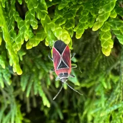 White-crossed Seed Bug thumbnail 4
