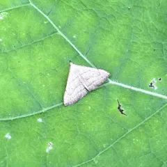 Brown-lined Owlet thumbnail 4