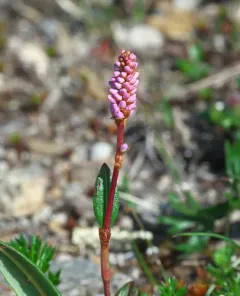Meadow Bistort thumbnail 2