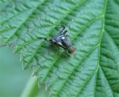 Western Cherry Fruit Fly thumbnail 1