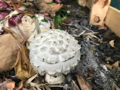 Pinecone Amanita thumbnail 3