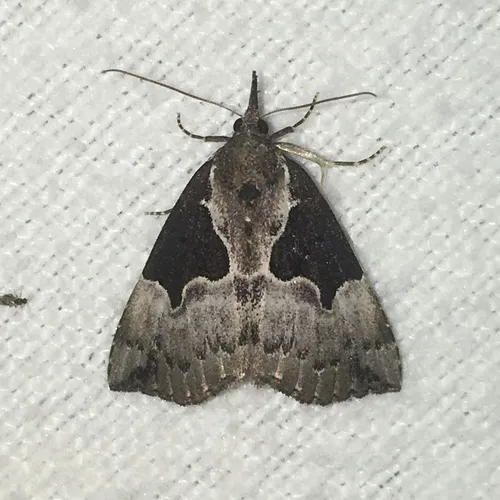 Dimorphic Snout