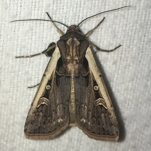 Western Bean Cutworm Moth