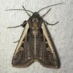 Western Bean Cutworm Moth thumbnail 1