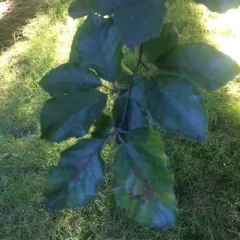 European beech thumbnail 3