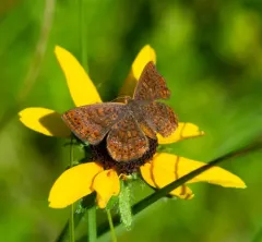 Swamp Metalmark thumbnail 4