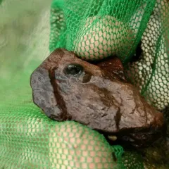 American lake limpet thumbnail 2