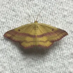 Chickweed Geometer Moth thumbnail 2