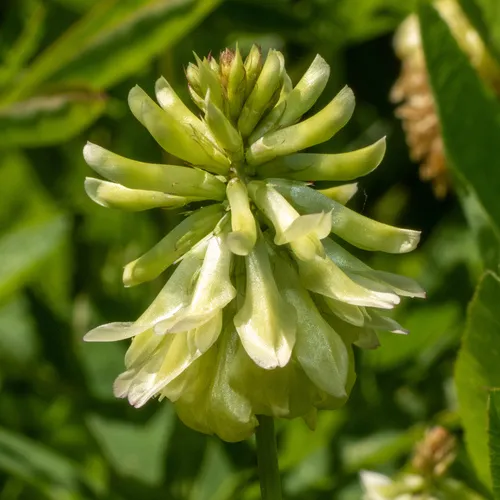 Howell's clover