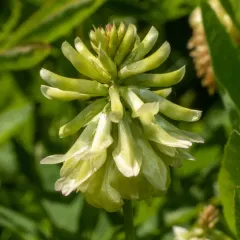 Howell's clover thumbnail 1