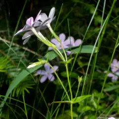 northern phlox thumbnail 3